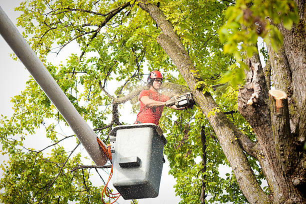 How Our Tree Care Process Works  in  Wymore, NE